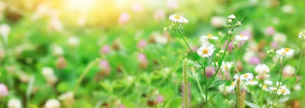 Summer Floral Landscape Chamomile Flowers Clover Meadow Banner Copy Space — Stock Photo, Image