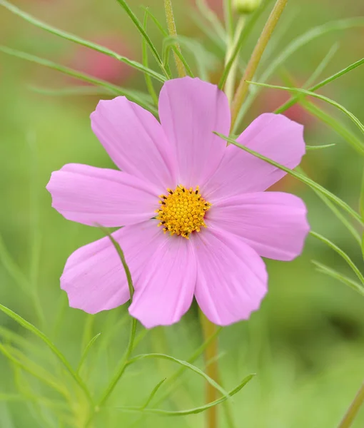 Beautiful Pink Cosmos Flower Soft Blurred Background Green Garden Beautiful — Stock Photo, Image