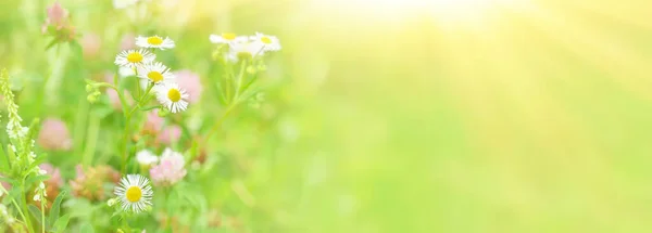 Summer Floral Landscape Chamomile Flowers Clover Meadow Banner Copy Space —  Fotos de Stock