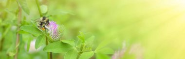 Close-up bumblebee collects nectar on a clover flower on the green background.Banner.Copy space.