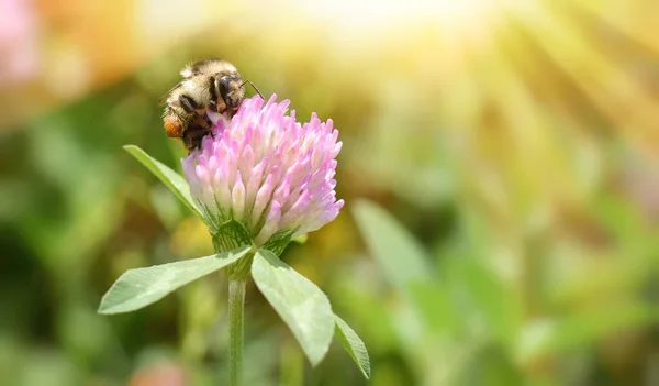 Close Bumblebee Collects Nectar Clover Flower Background Beautiful Sun Rays — Stock Photo, Image