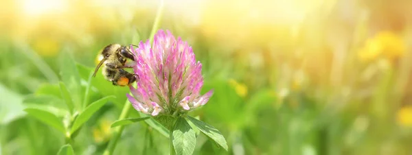 Close Bumblebee Collects Nectar Clover Flower Green Background Banner Copy — Stock Photo, Image