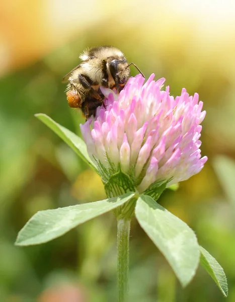 Close Bumblebee Collects Nectar Clover Flower Background Beautiful Sun Rays — Stock Photo, Image