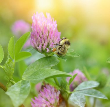 Close-up bumblebee collects nectar on a clover flower on the green background.Copy space.