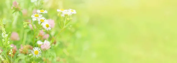 Summer Floral Landscape Chamomile Flowers Clover Meadow Banner Copy Space —  Fotos de Stock