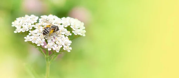 Close-up honey bee collects nectar on a Achillea millefolium yarrow flower on the background of a blurred summer flower meadow.Banner.Copy space.