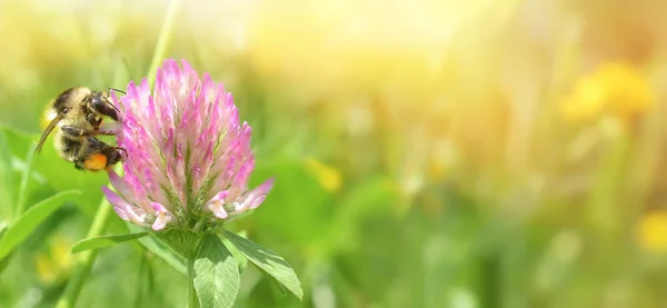 Close Bumblebee Collects Nectar Clover Flower Green Background Banner Copy — Stock Photo, Image