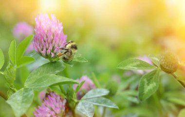 Close-up bumblebee collects nectar on a clover flower on the green background.Copy space.
