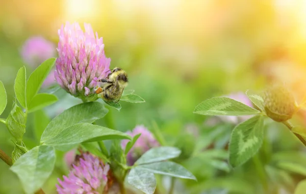 Close Bumblebee Collects Nectar Clover Flower Green Background Copy Space — Stock Photo, Image