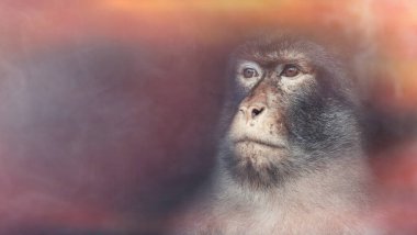 Monkeypox 2022 virus. Monkeypox outbreak concept.Monkeypox is a viral zoonotic disease. Monkeys may harbor the virus and infect people.Virus transmitted to humans from animals. Copy space. Banner