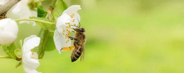 The honey bee sits on a flower of a bush blossoming cherry tree and pollinates him. Spring beautiful background.Copy space for text. Banner