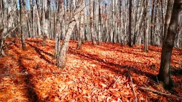 Vídeo Panorámico Bosque Castaños Invierno Con Hojas Caídas Suelo Grabado — Vídeos de Stock
