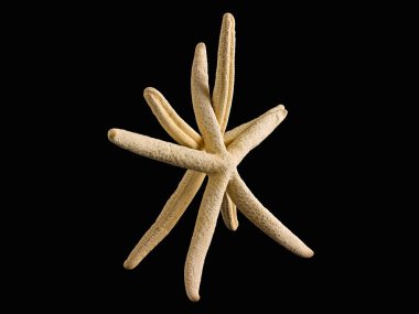 Denizyıldızlarıyla hayat sanki siyah arka planda dans eden bir çiftmiş gibi.