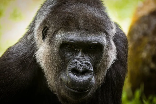Close-up of the face of an adult male gorilla with out-of-focus background.
