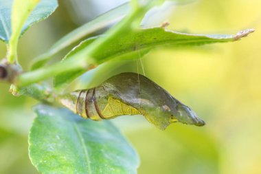 Şişman tırtıllar bitkilerin yapraklarıyla beslenir..