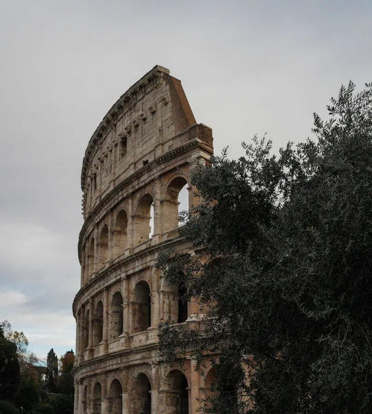 Kışın Zeytin Ağacıyla Roma Daki Büyük Antik Amfitiyatro Colosseum — Stok fotoğraf