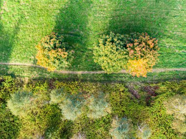 Güz günündeki güzel ormanın havadan görünüşü. Küçük yol, güneş parlıyor. Doğal yeşil, turuncu ve sarı arka plan. Fotoğraf drondan.