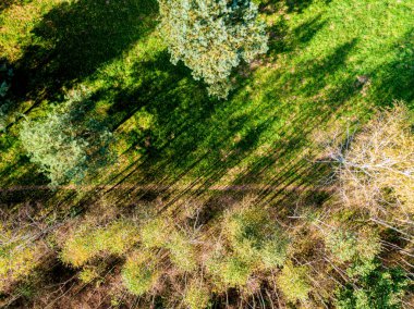Güz günündeki güzel ormanın havadan görünüşü. Küçük yol, güneş parlıyor. Doğal yeşil, turuncu ve sarı arka plan. Fotoğraf drondan.