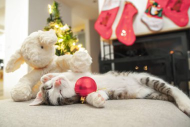 Noel kedisi. Çizgili kedi yavrusu Noel ışıklarıyla oynuyor. Kırmızı arkaplanda çelenk var. Kitty kameraya bakıyor..