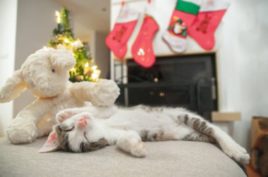 Noel kedisi. Çizgili kedi yavrusu Noel ışıklarıyla oynuyor. Kırmızı arkaplanda çelenk var. Kitty kameraya bakıyor..