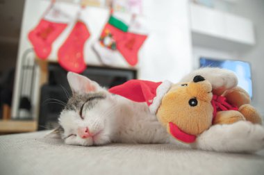 Kedi yavrusu uykusu, Noel ve Yeni Yıl, kanepenin arka planında portre kedisi. Noel Baba, hediyeler. Sıcak ev
