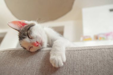 Küçük şirin kedi yavrusu kutunun üstünde uyuyor. Arkaplanda metin için boşluk kopyala. Sıcak ev