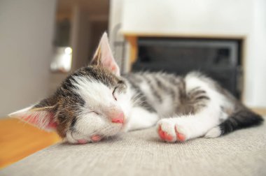 Küçük şirin kedi yavrusu kutunun üstünde uyuyor. Arkaplanda metin için boşluk kopyala. Sıcak ev