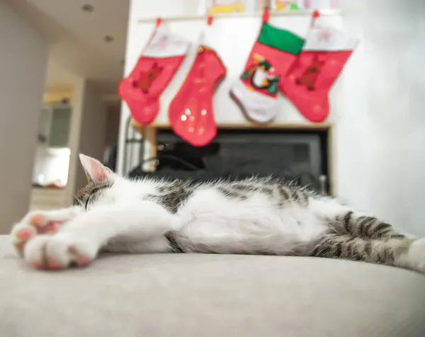 크리스마스 고양이 크리스마스 배경에 양말이요 크리스마스 — 스톡 사진
