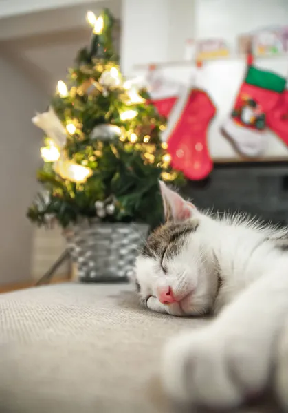 Spící Vánoční Koťátko Santa Ponožky Vánoční Pozadí Červená Vánoční Dekorace — Stock fotografie
