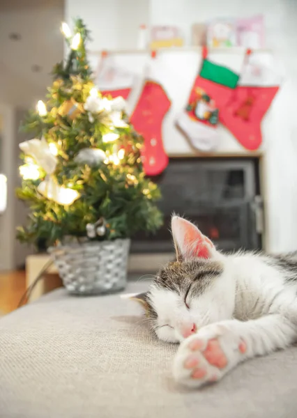 Kerstkat Portret Gestreepte Kitten Spelen Met Kerstverlichting Slinger Feestelijke Rode — Stockfoto