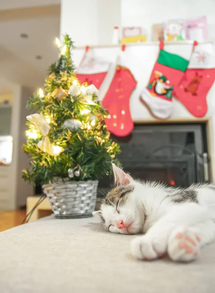 Chaton Noël Endormi Chaussettes Père Noël Sur Fond Noël Décoration — Photo