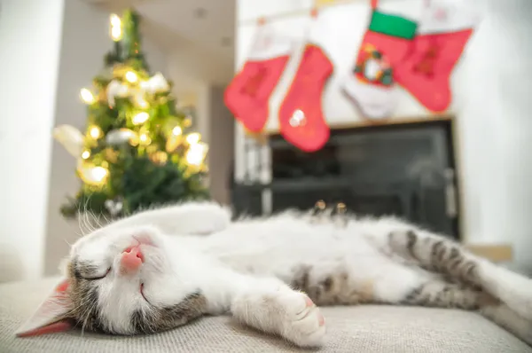 Chat Noël Portrait Chaton Rayé Jouant Avec Guirlande Lumières Noël — Photo