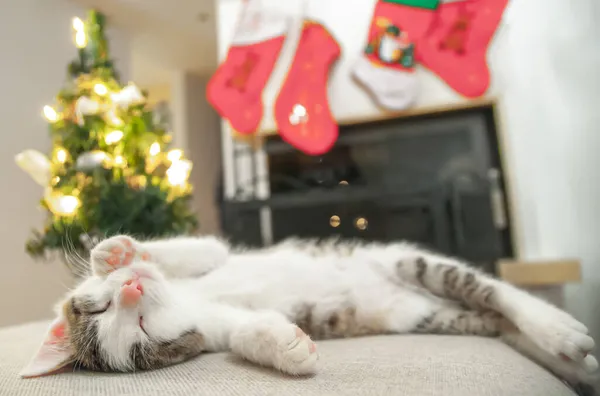 Chat Noël Portrait Chaton Rayé Jouant Avec Guirlande Lumières Noël — Photo