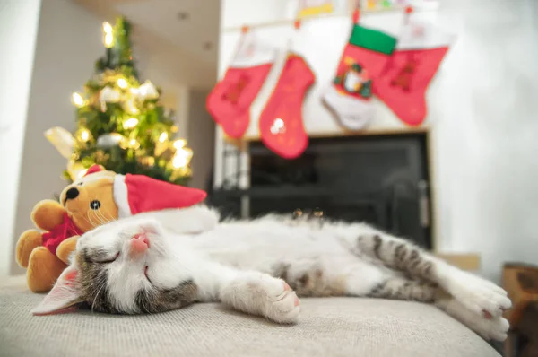 Kleine Kerstman Kitten Kerstmis Met Boom Kerstmis — Stockfoto