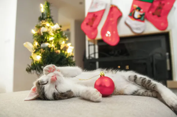 Klein Katje Slaapt Met Kerstbal Vrolijk Kerstfeest Kat Kerstkaart Kerstman — Stockfoto