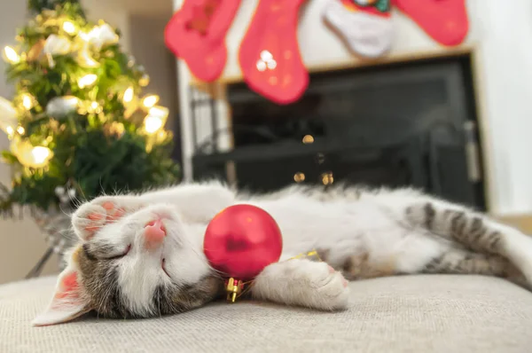 Little Kitten Sleeping Christmas Ball Merry Christmas Cat Christmas Card — Stock Photo, Image