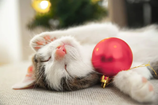 Kerstkat Portret Gestreepte Kitten Spelen Met Kerstverlichting Slinger Feestelijke Rode — Stockfoto