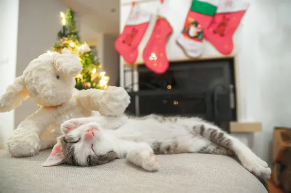 Χριστουγεννιάτικη Γάτα Πορτρέτο Ριγέ Γατάκι Παίζει Χριστουγεννιάτικα Φώτα Γιρλάντα Εορταστική — Φωτογραφία Αρχείου