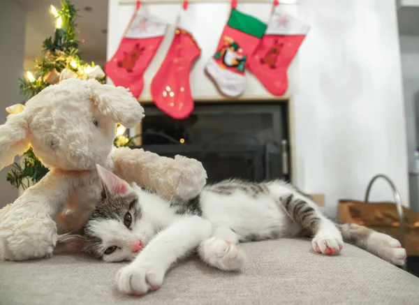 Kerstkat Portret Gestreepte Kitten Spelen Met Kerstverlichting Slinger Feestelijke Rode — Stockfoto