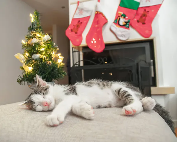 Χριστουγεννιάτικη Γάτα Πορτρέτο Ριγέ Γατάκι Παίζει Χριστουγεννιάτικα Φώτα Γιρλάντα Εορταστική — Φωτογραφία Αρχείου