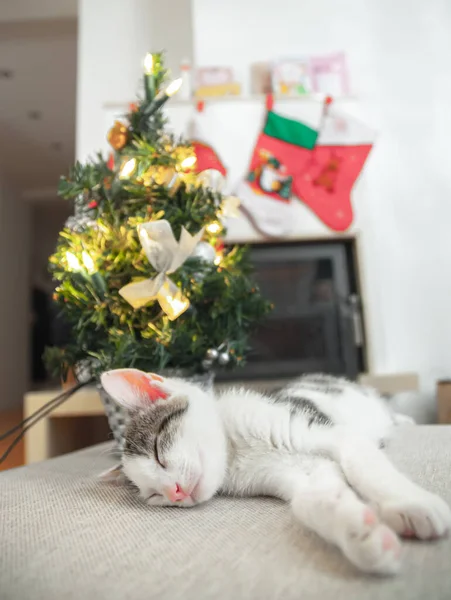 Vánoční Kočka Portrét Pruhované Kotě Hrát Vánoční Světla Věnce Slavnostním — Stock fotografie