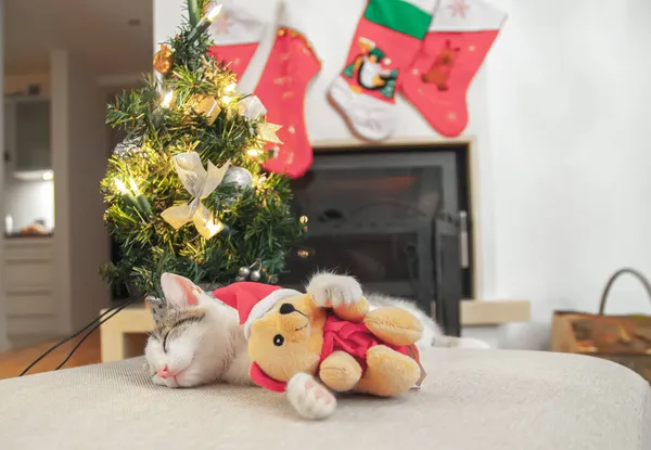 Little Santa Kitten Christmas Tree Christmas — Stock Photo, Image
