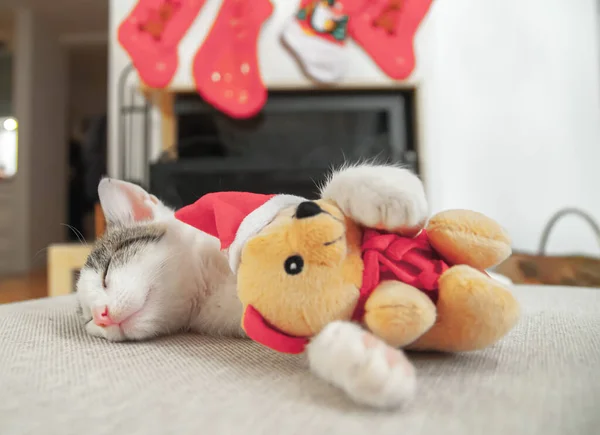 Little Santa Kitten Christmas Tree Christmas — Stock Photo, Image