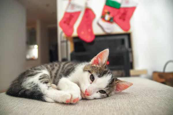 Kitten Sleeping Christmas New Year Portrait Cat Sofa Color Background — Stock Photo, Image