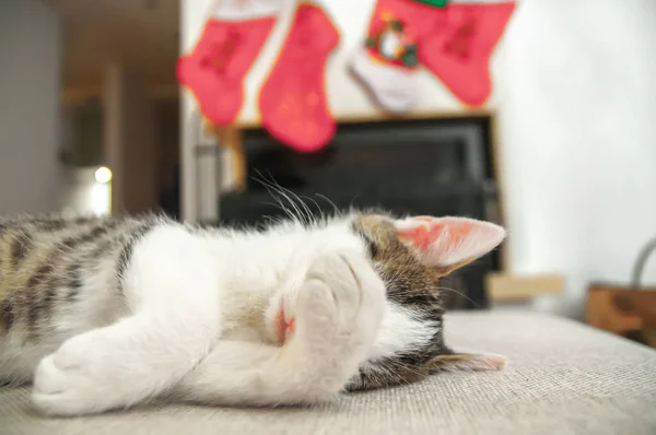 Γατάκι Κοιμάται Χριστούγεννα Και Νέο Έτος Γάτα Πορτρέτο Ένα Φόντο — Φωτογραφία Αρχείου