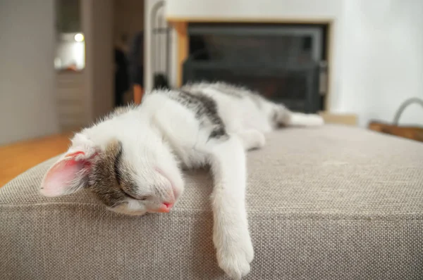 Küçük Şirin Kedi Yavrusu Kutunun Üstünde Uyuyor Arkaplanda Metin Için — Stok fotoğraf