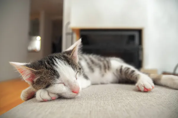 Küçük Şirin Kedi Yavrusu Kutunun Üstünde Uyuyor Arkaplanda Metin Için — Stok fotoğraf