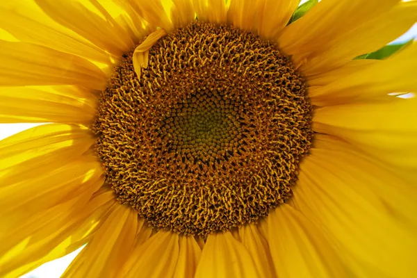 Fondo Natural Girasol Girasol Floreciendo Primer Plano Del Girasol Los —  Fotos de Stock