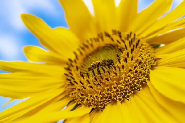 Abeja Miel Polinizando Girasol Campo Girasol Fondo Enfoque Selectivo —  Fotos de Stock