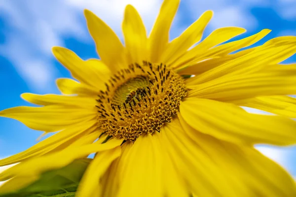 Abeja Miel Polinizando Girasol Campo Girasol Fondo Enfoque Selectivo —  Fotos de Stock